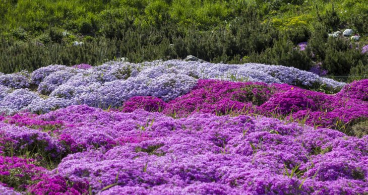 Creepingphlox pink supermoon