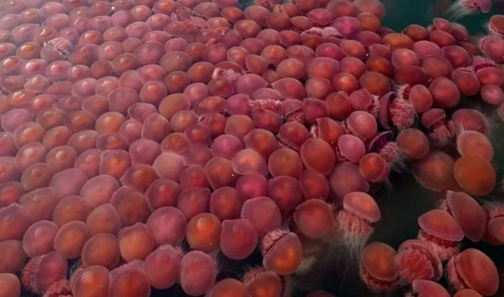 Pink Jellyfish Bloom