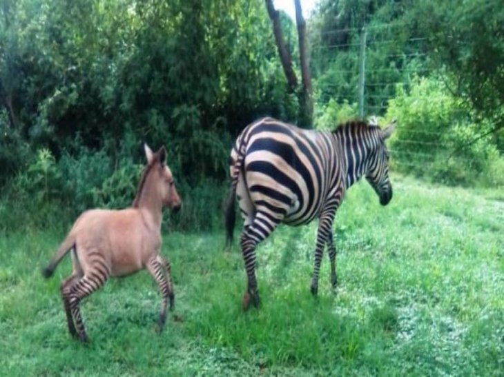 zebra zonkey