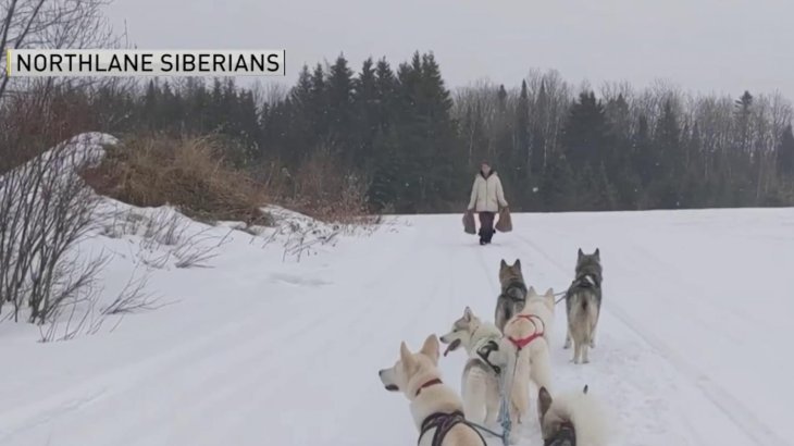 Sled Dog Grocery Delivery