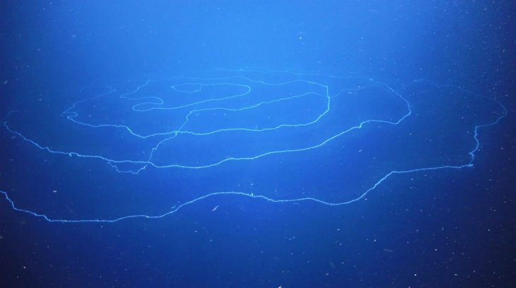longest animal australia Siphonophores