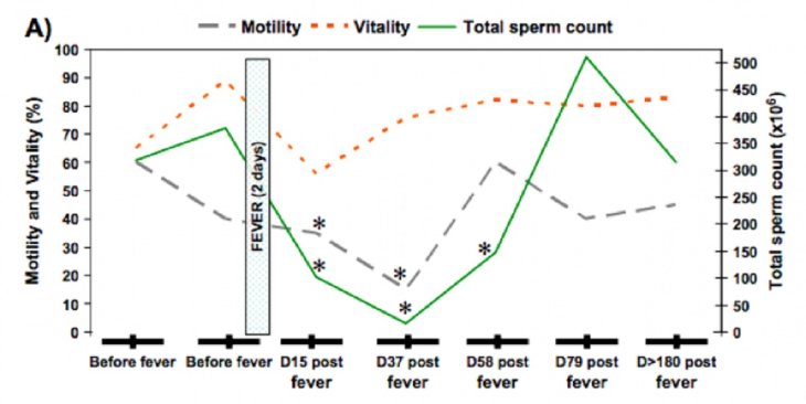 Fever affects sperm production