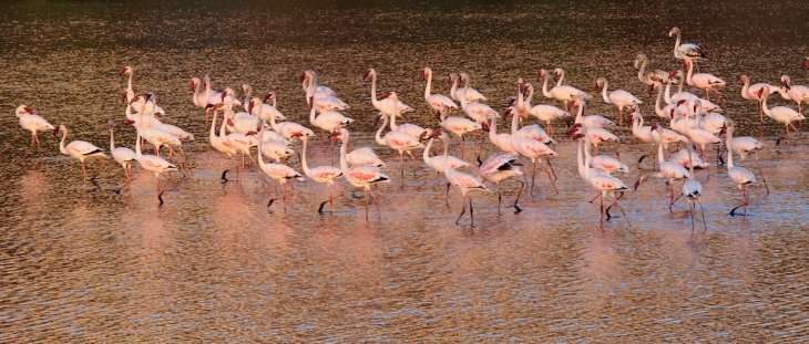 Flamingos