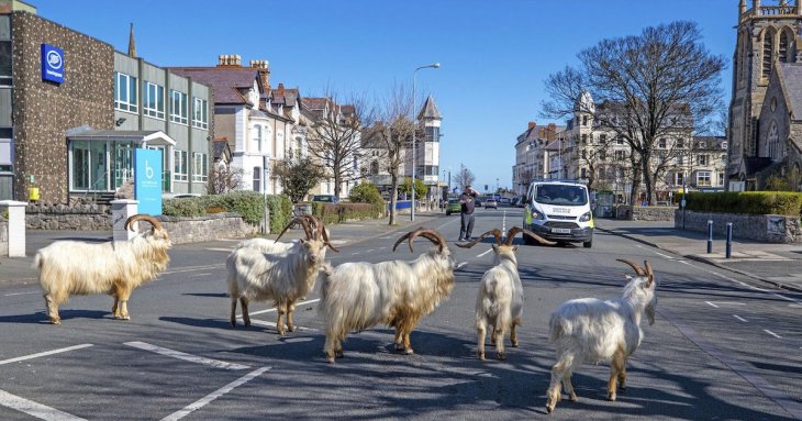Mountain Goats
