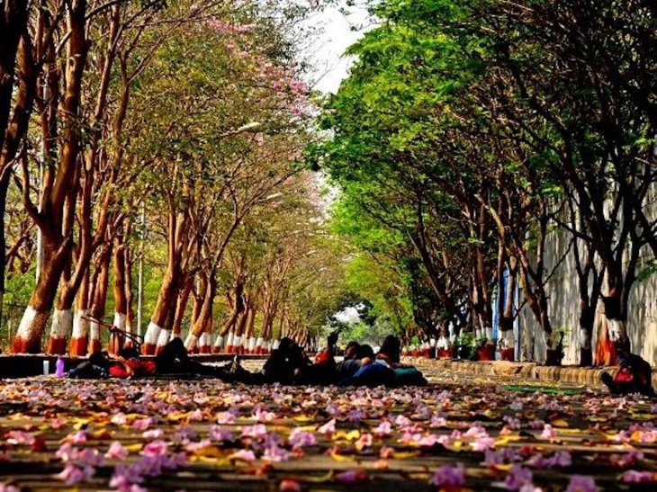 [Photos] Amid Lockdown, Spring Has Finally Arrived In India