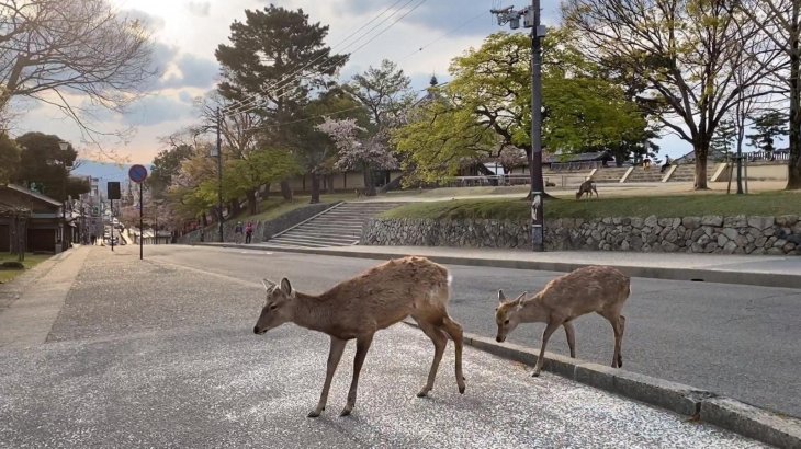 animals take over cities lockdown