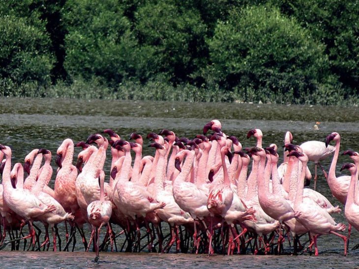 Animals cities lockdown flamingos