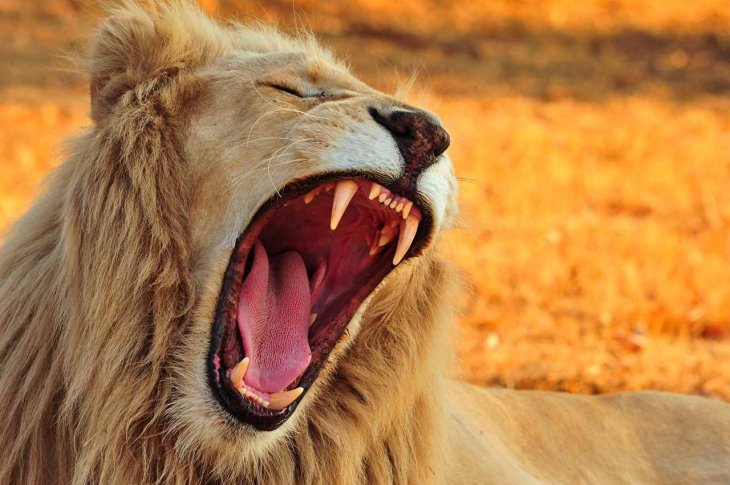 Lion, hippos, among millions of species, have canines