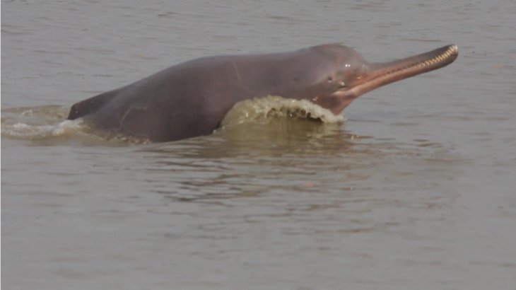Dolphins
