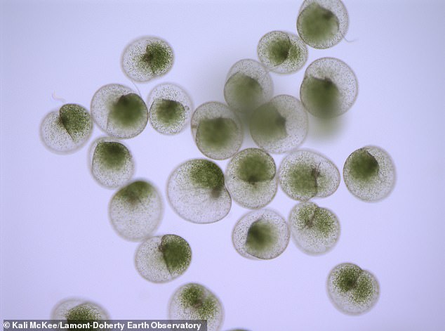 Toxic Green Algae Blooms India Coastlines Climate