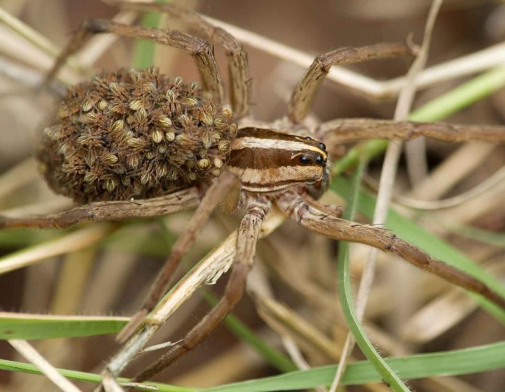 Climate Change Force Female Wolf Spiders Eat Their own