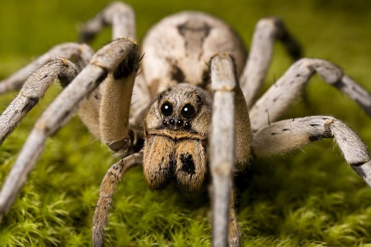 Climate Change Force Female Wolf Spiders Eat Their