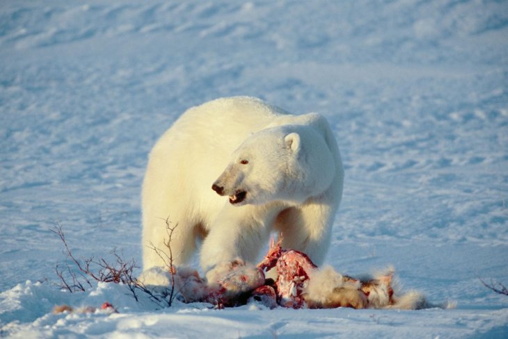 Climate Change Polar Bears Cannibalism