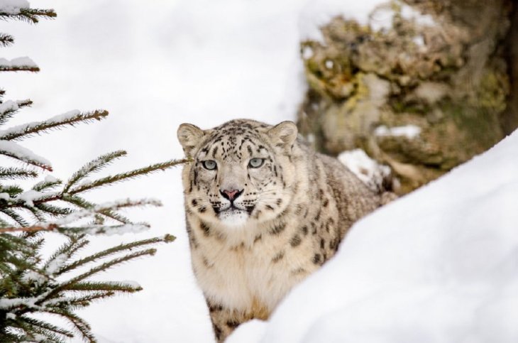 Snow Leopard 3