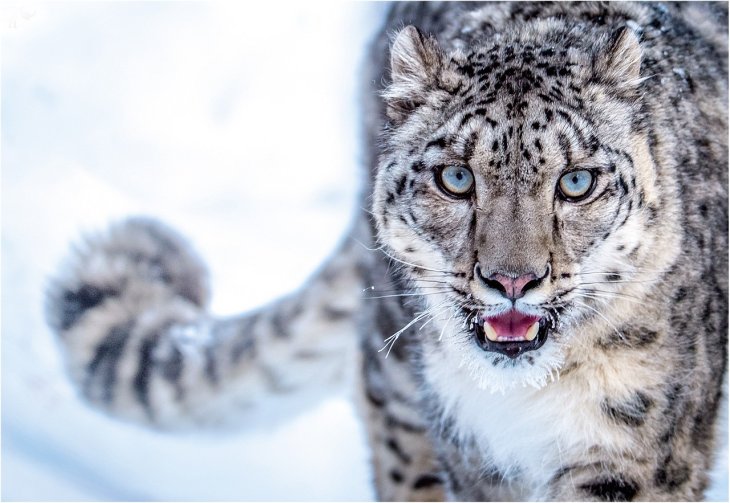 Snow Leopard