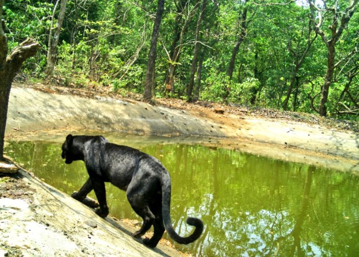 Black Panther