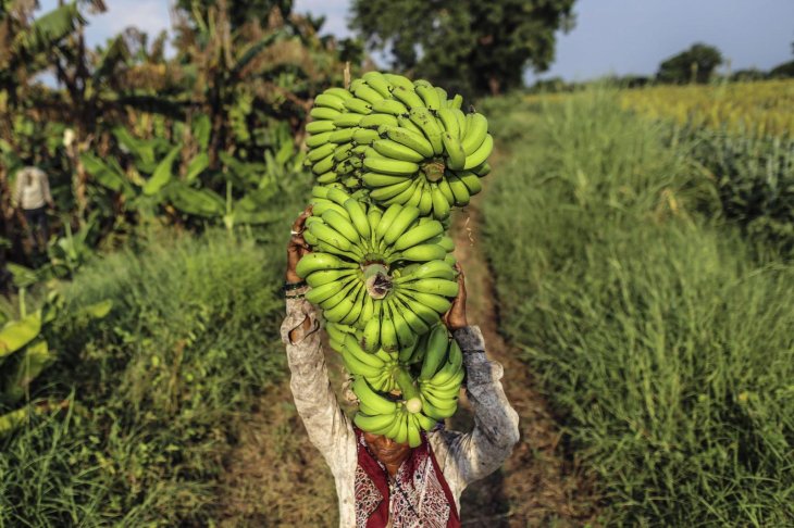 Climate Change Foods Extinct Banana