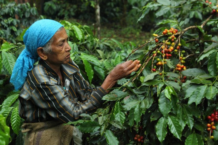 Climate Change Foods Extinct Coffee