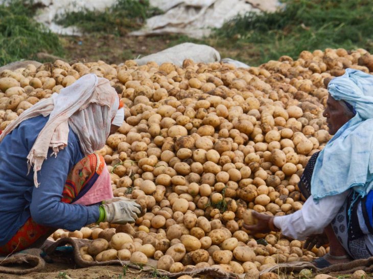 Climate Change Foods Extinct Potato