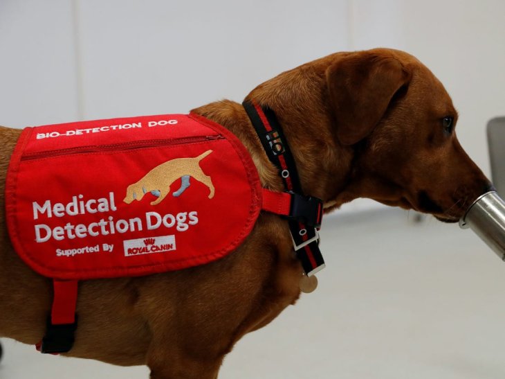 Dogs Medical Detection Dog