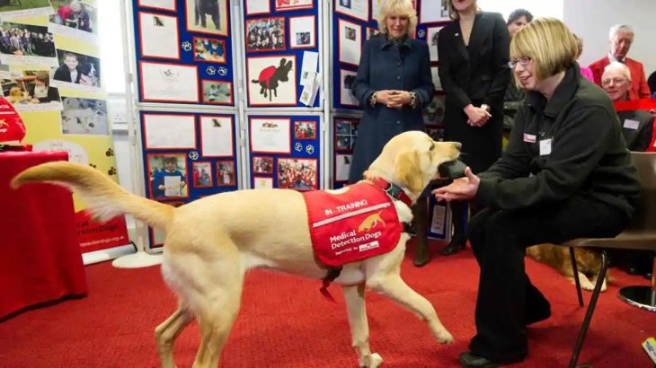 Dogs Training Covid 19 1