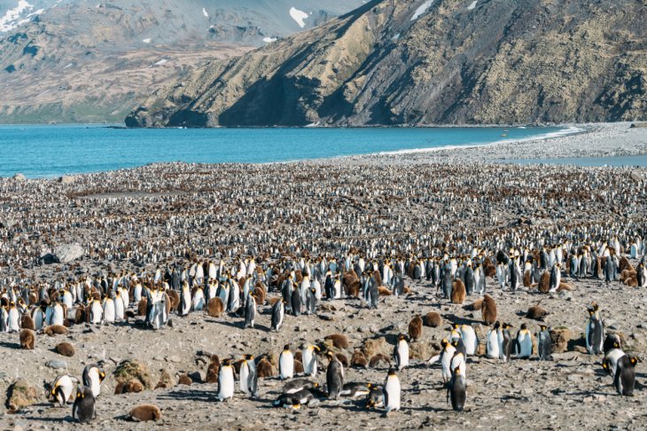 penguins poop South Georgia island
