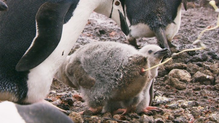 penguins poop laughing gas