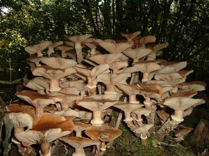 the-largest-living-organism-is-a-fungus-as-heavy-as-1500-elephants