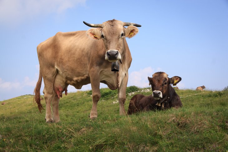 Google fiber cables cows 