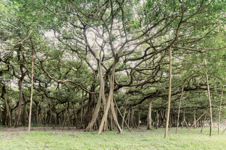 The Great Banyan Tree 2