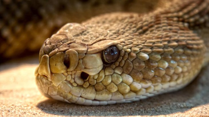 Black widow venom Rattlesnake