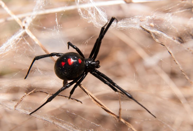Black widow spider bite boys Bolivia