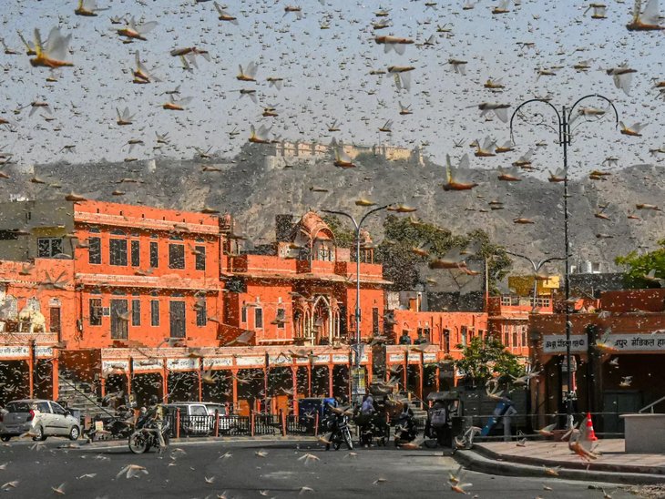 Locust Swarm India