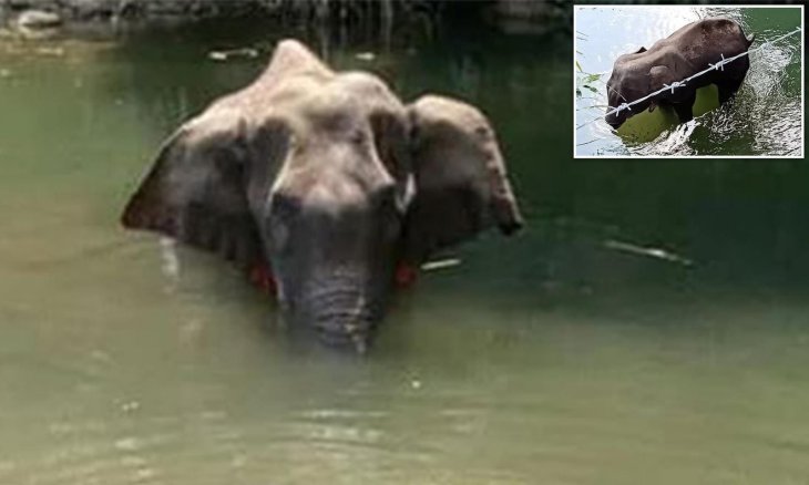 Kerala elephant die in pain explosives 