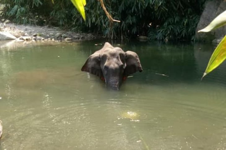 Kerala Elephant die explosives 