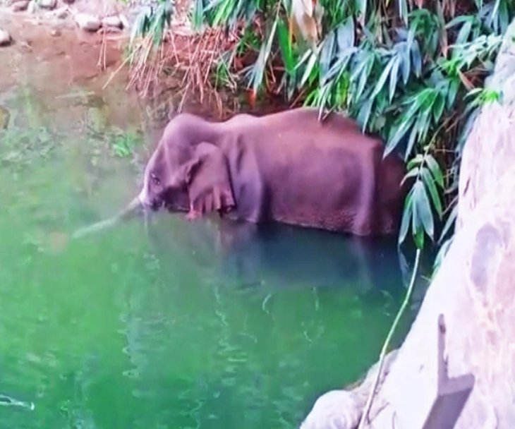 Pregnant Elephant 2