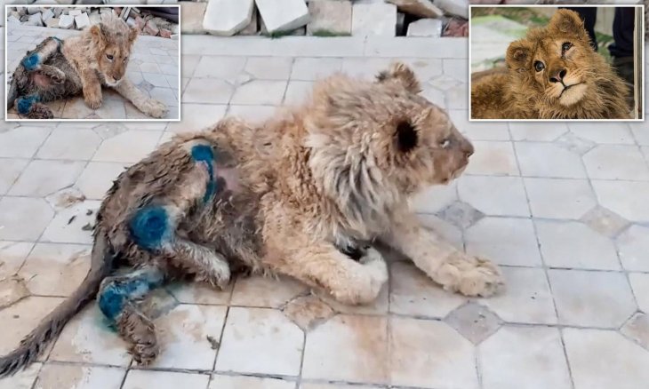 lion cub legs broken Russia