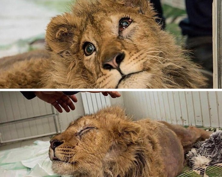 lion cub simba broken legs russia 