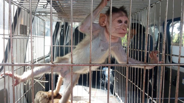 Monkey in cage life sentences