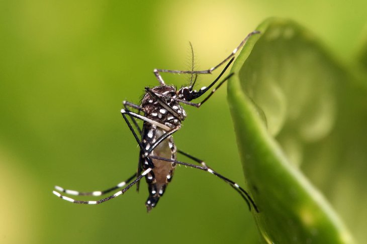 An Aedes aegypti mosquito