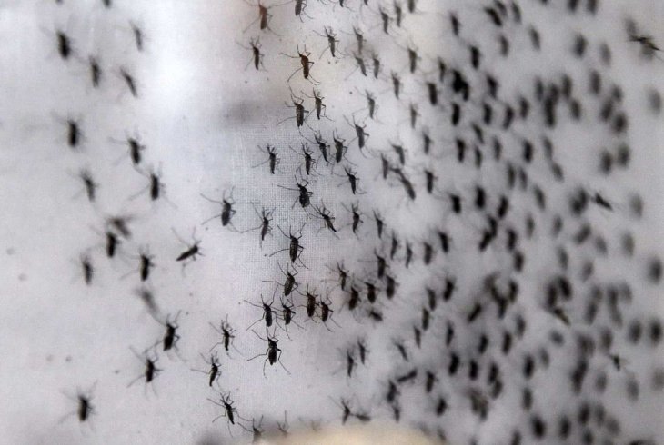 750 million mosquitoes will be released in Florida, US