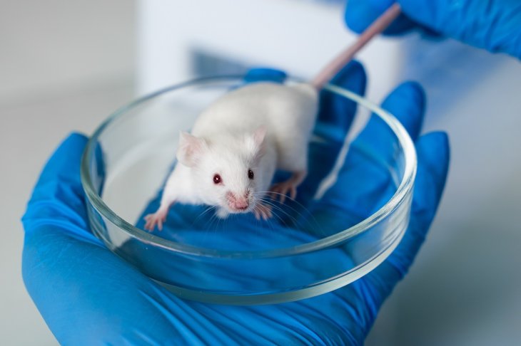 Covid Vaccine Mice