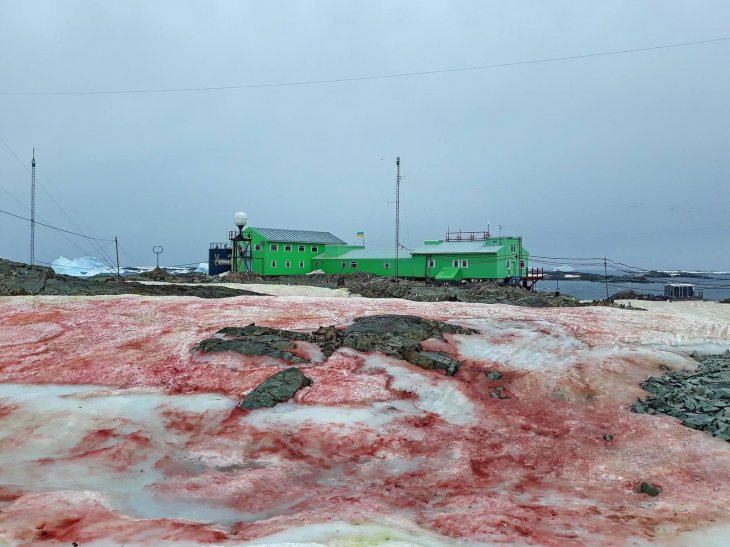 pink snow Galindez Island