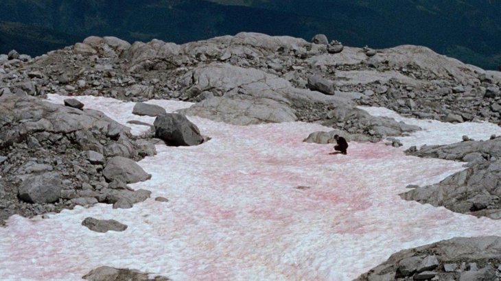 pink snow Italian Alps