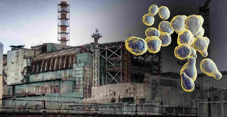 The fungi were found growing on Chernobyl walls