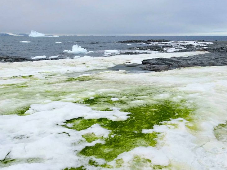 Antarctica is turning green