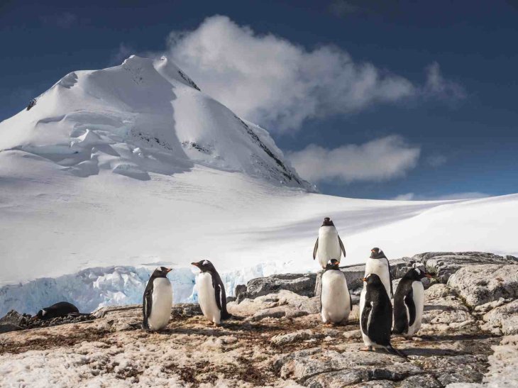 The algae develop a lot around penguin nests