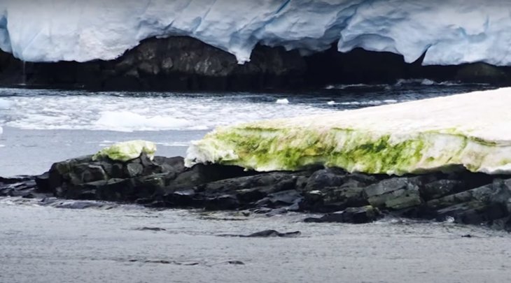 The green snow algae are growing in the continent
