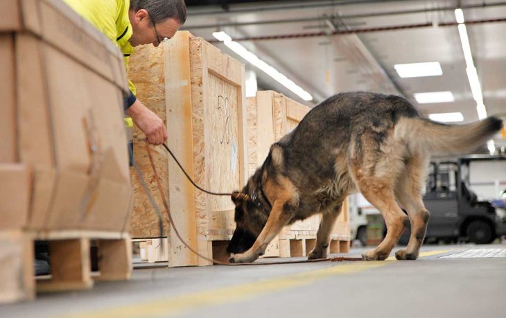 German Sniffer Dog