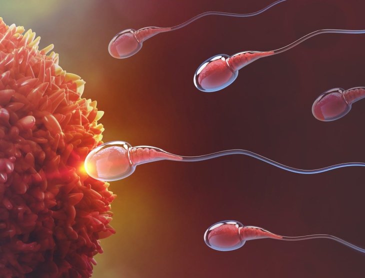 We Misunderstood How Sperm Swims For 340 Years, Here's The Truth ...